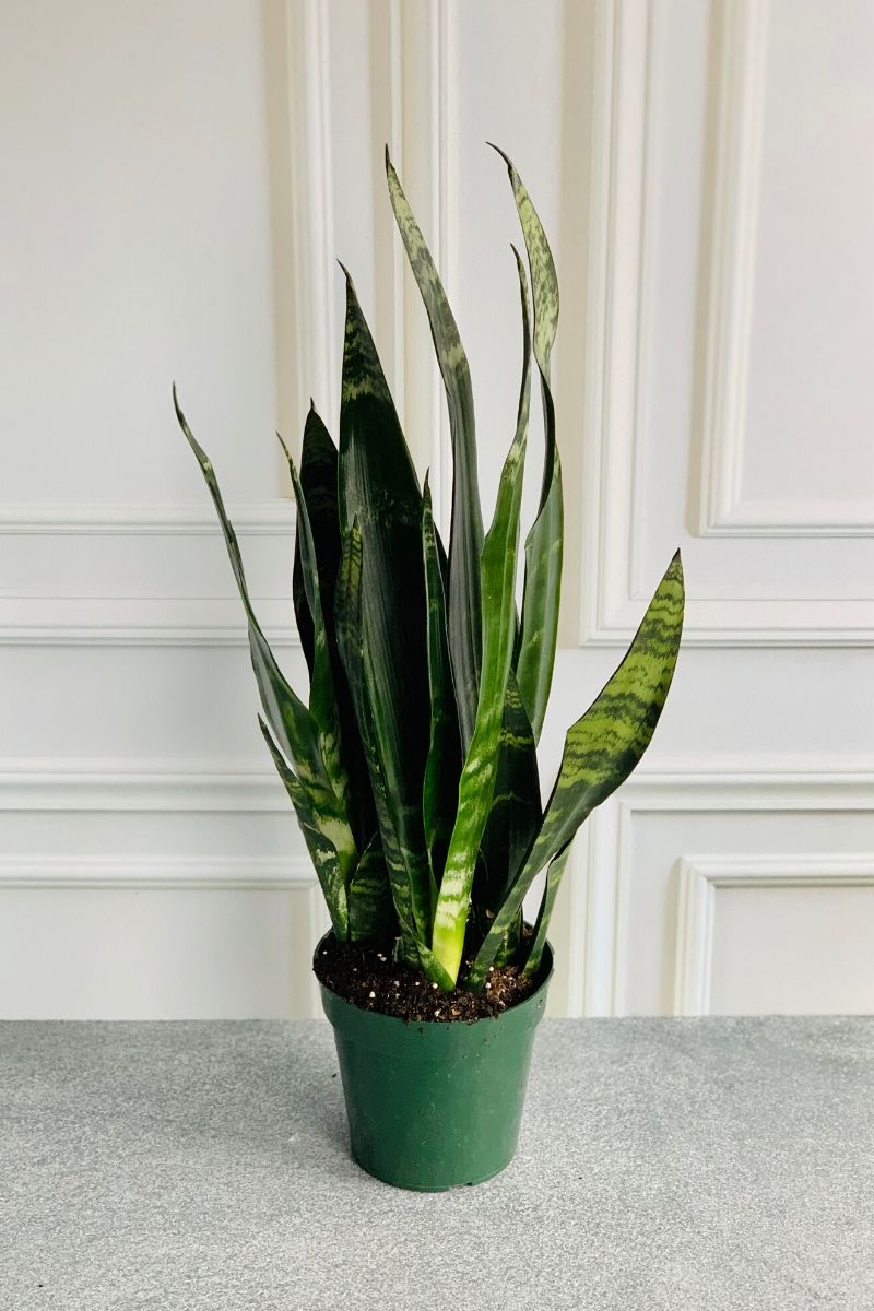 Snake Plant, Black Coral 6"