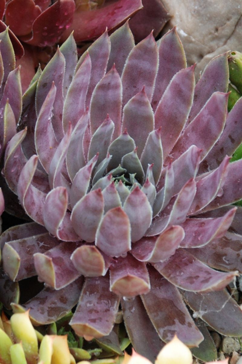 Hen & Chicks, Berry Blues