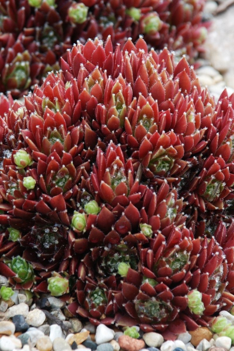 Hen & Chicks, Cinn Starbur