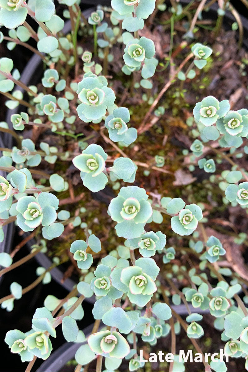 Sedum, Lidakense