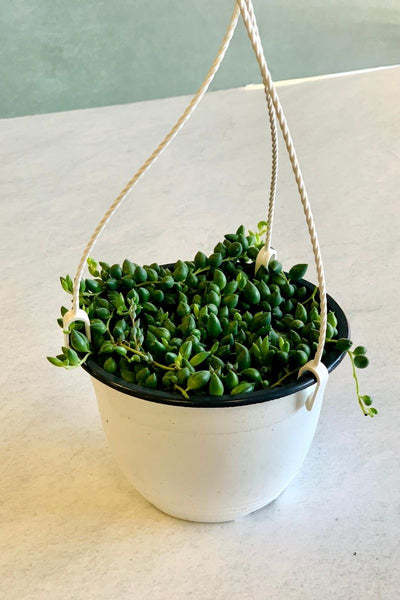String Of Pearls,Hb / Pot