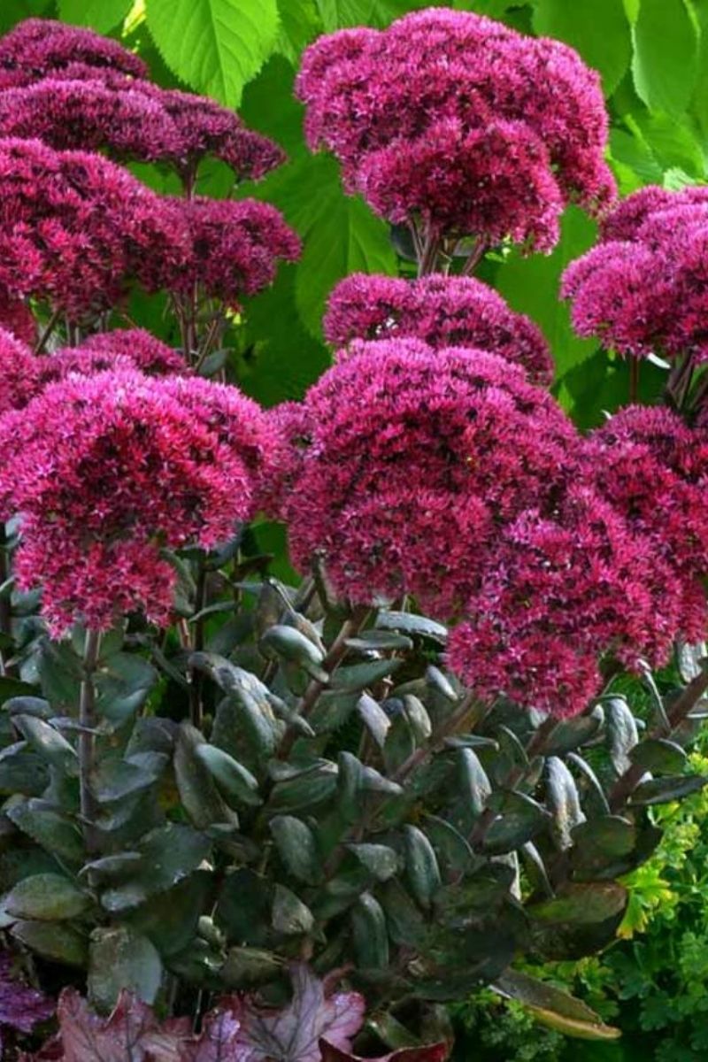 Sedum, Thunderhead