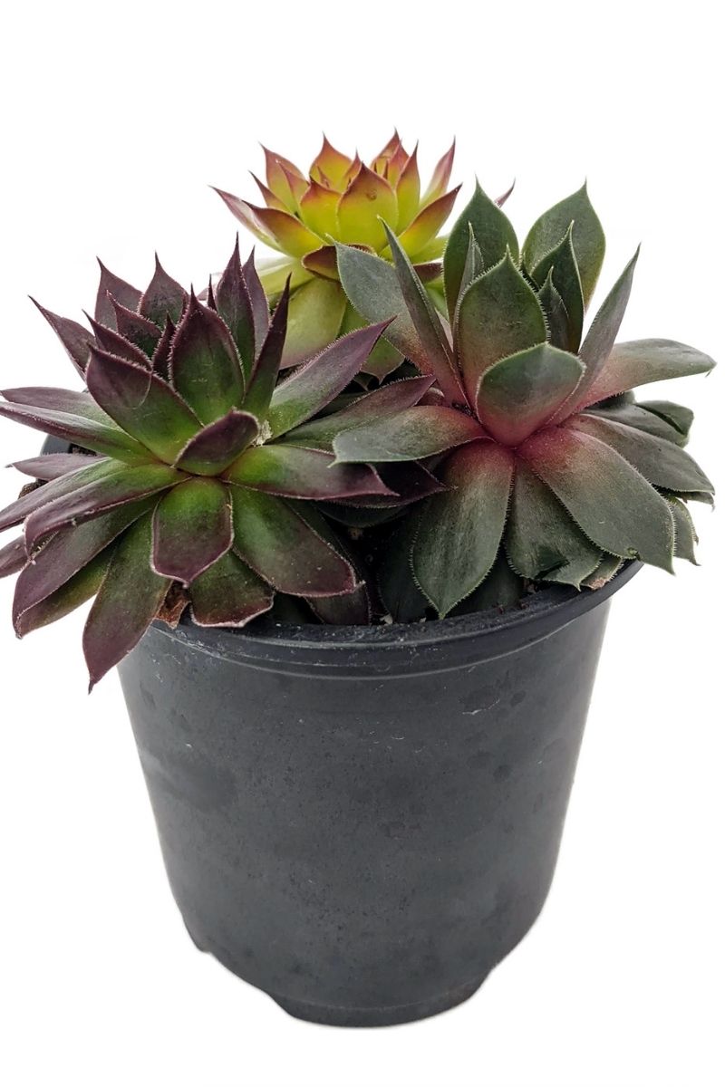 Hen & Chicks, Trio Candied