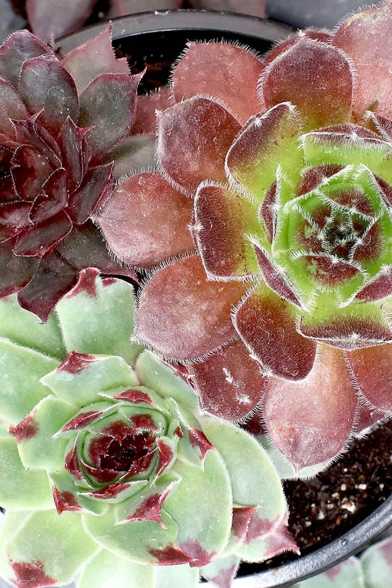 Hen & Chicks, Trio Cherry Cord