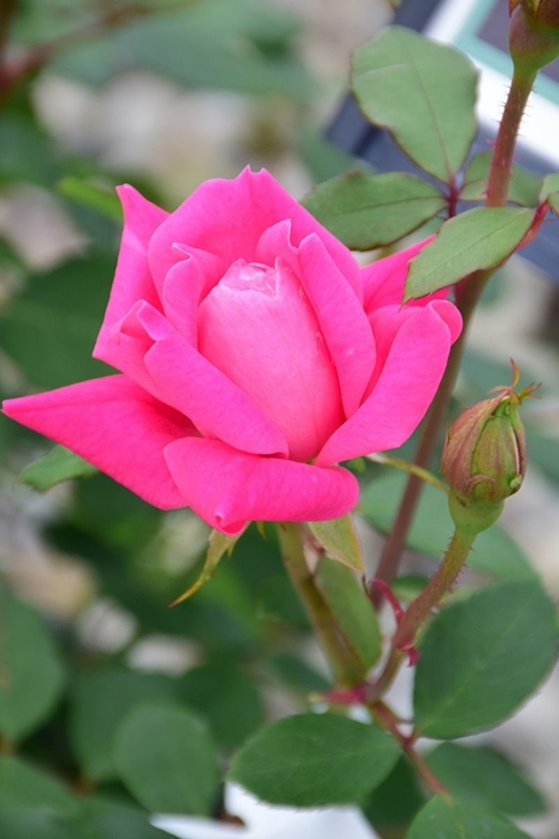 Rose, Knock Out Double Pink – Chalet