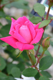 Rose, Knock Out Double Pink