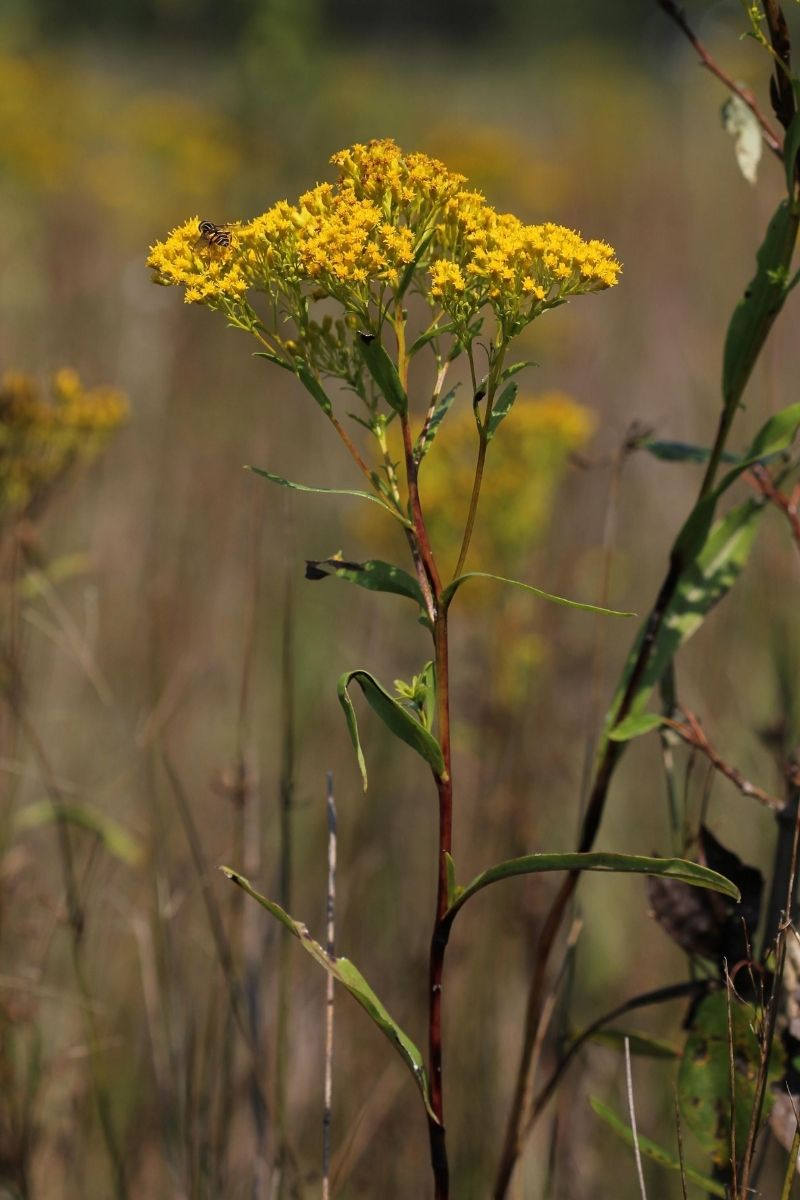 Goldenrod, Ohio