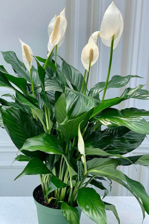 Peace Lily, 6"