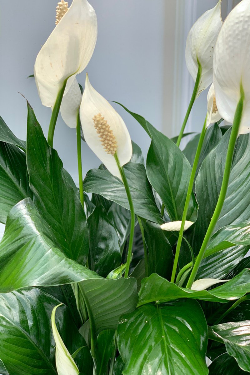 Peace Lily 10"