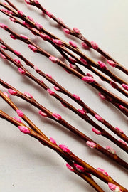 Pussy Willow Seasonal Stems Bunch 36" Hot Pink