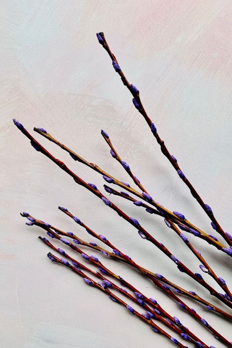 Pussy Willow Seasonal Stems Bunch 36" Purple