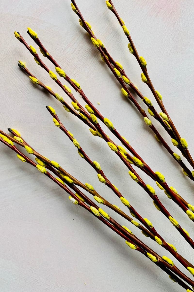 Pussy Willow Seasonal Stems Bunch 36" Yellow