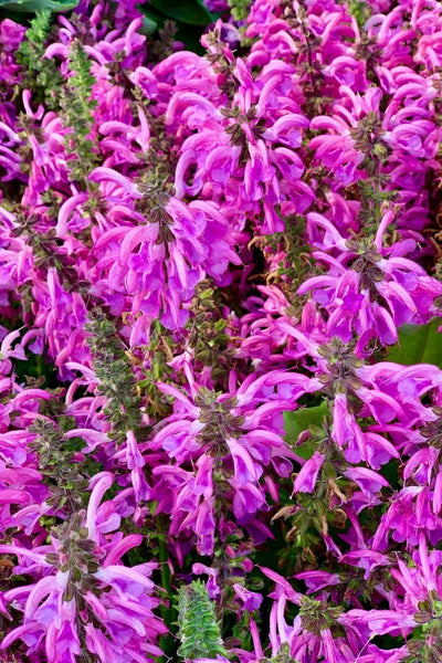 Salvia, Sweet Petite