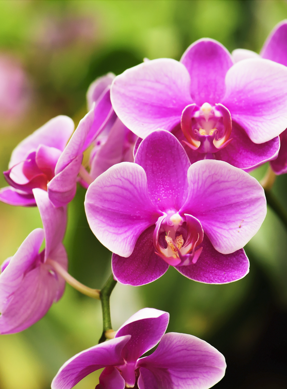 EVENT SIGN UP: Orchids | President of the Illinois Orchid Society ...