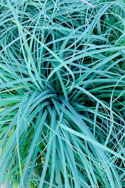 Grass, Sedge- Blue Zinger