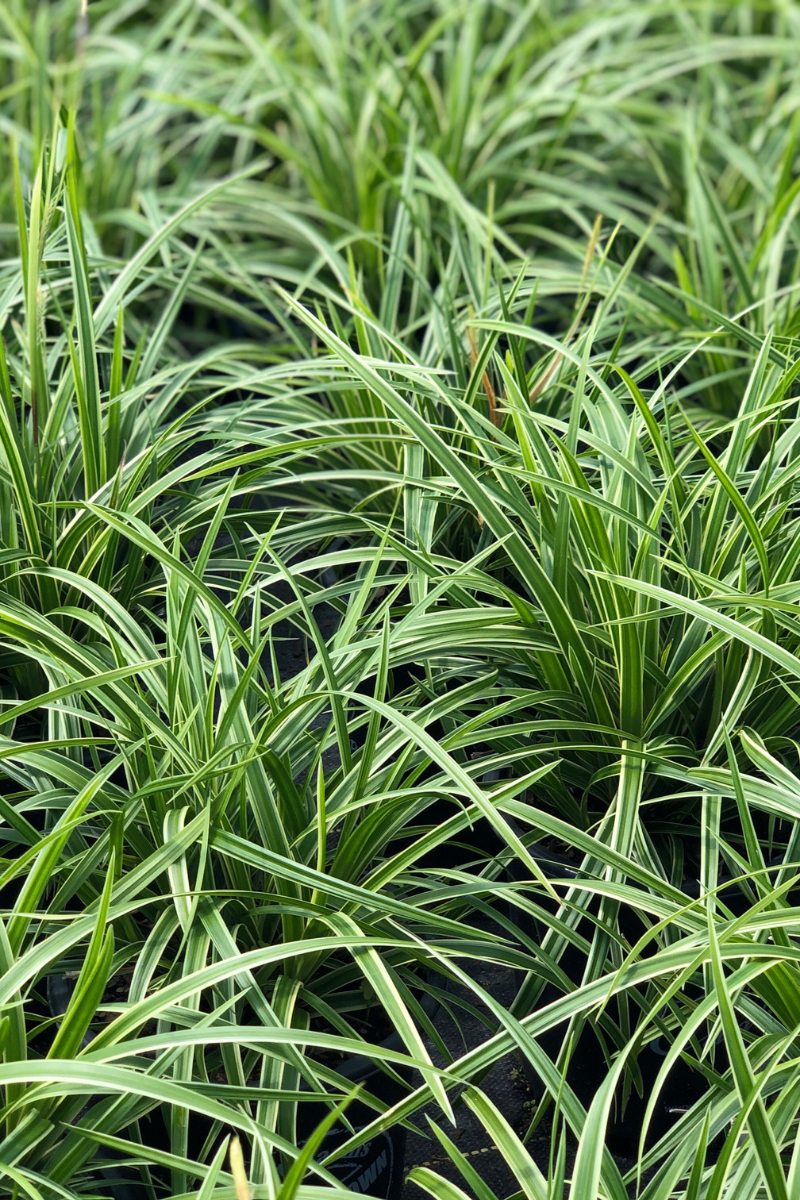 Grass, Sedge- Ice Dance