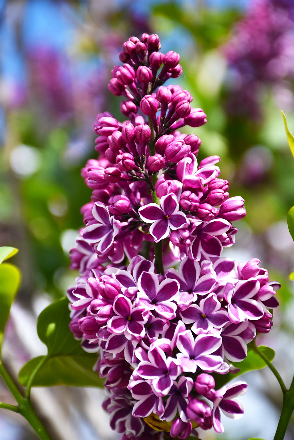 Lilac, Sensation