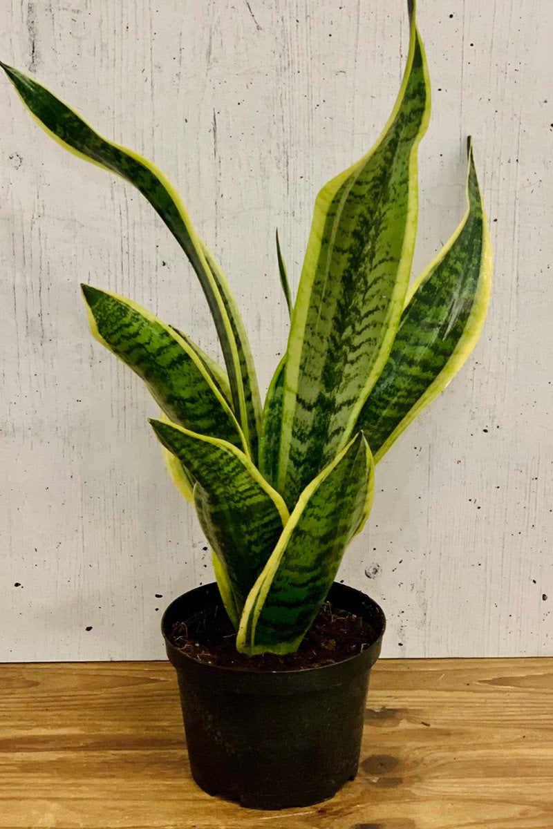 Snake Plant, Laurentii 6"