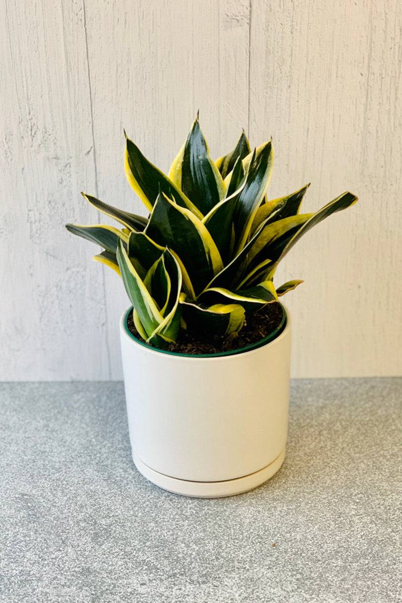 Snake Plant, Pagodah 4"