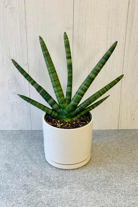 White Cylinder Pot - 10.5"