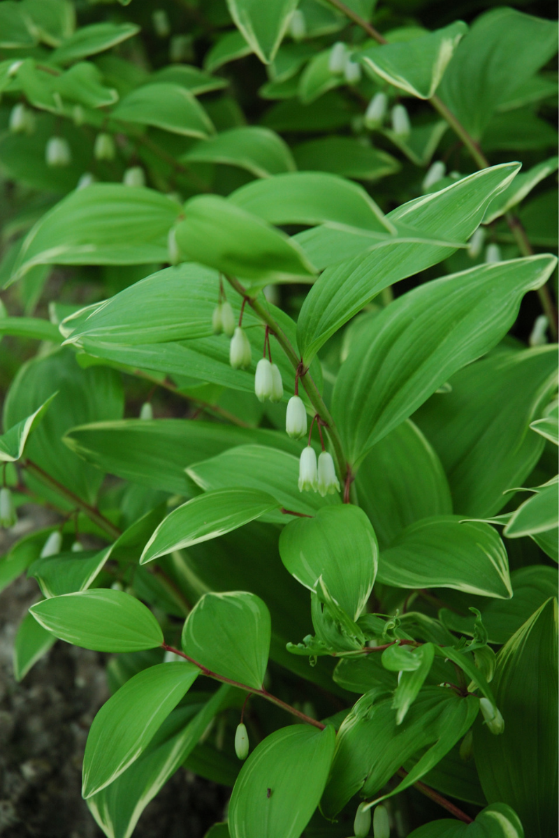 Solomon's Seal, Variegated