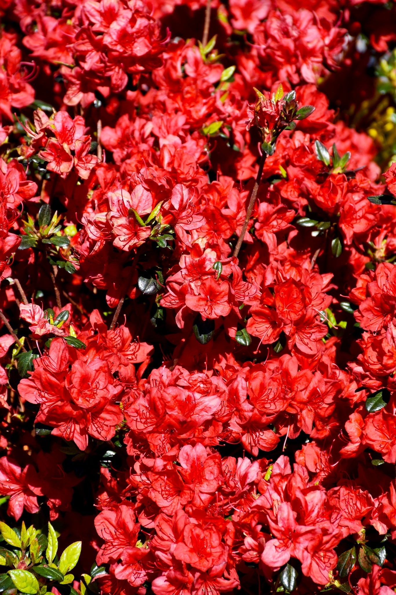 Azalea, Stewartstonian