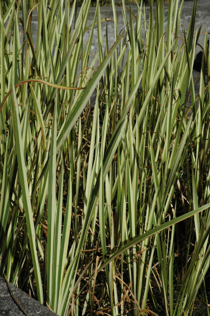 Sweet Flag, Variegated