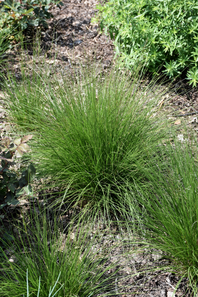 Grass, Prairie Dropseed Tara