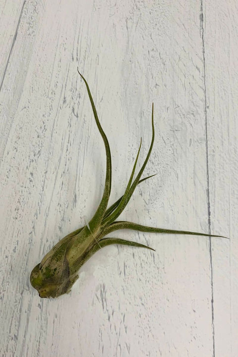 Caput Med Tillandsia Caput Medusae Med