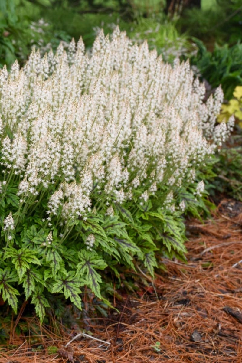 Foamflower, Cutting Edge