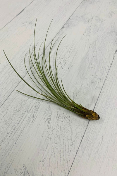 Tillandsia, Juncea 5-7