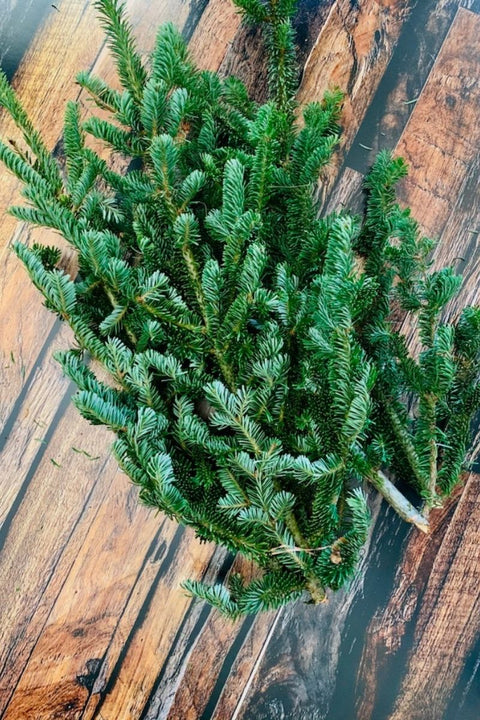 Fraser Fir Tips