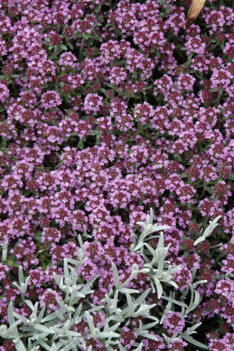 Thyme, Pink Chintz