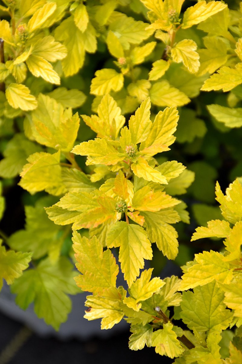 Ninebark, Tiny Wine Gold