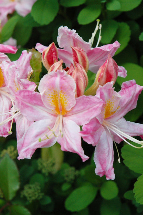 Azalea, Tri Color Lt