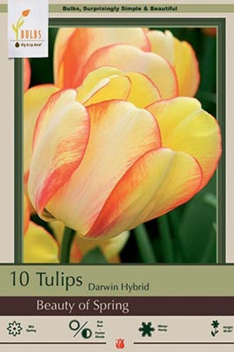 BULB TULIP BEAUTY SPRING 10/PK