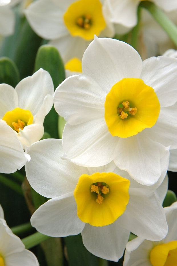 Narcissus Holland Sensation Bulbs 4/Pack