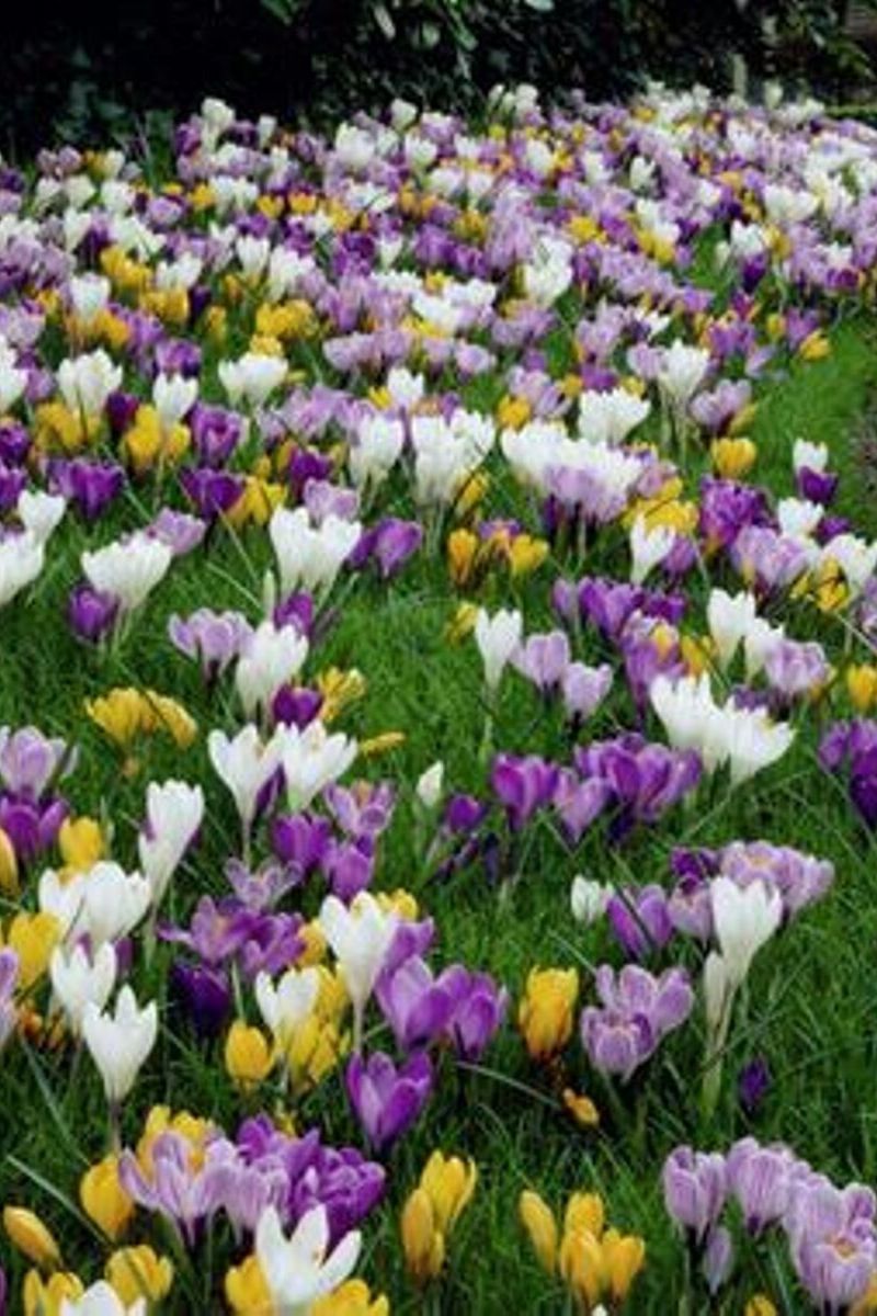 Crocus Large Flowering Mixture Bulbs 15/Pack