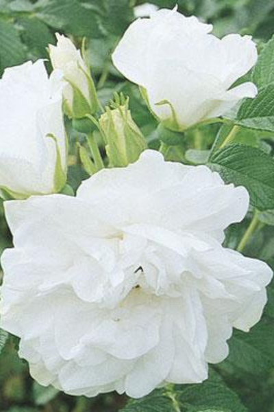 Rose | Blanc Double de Coubert