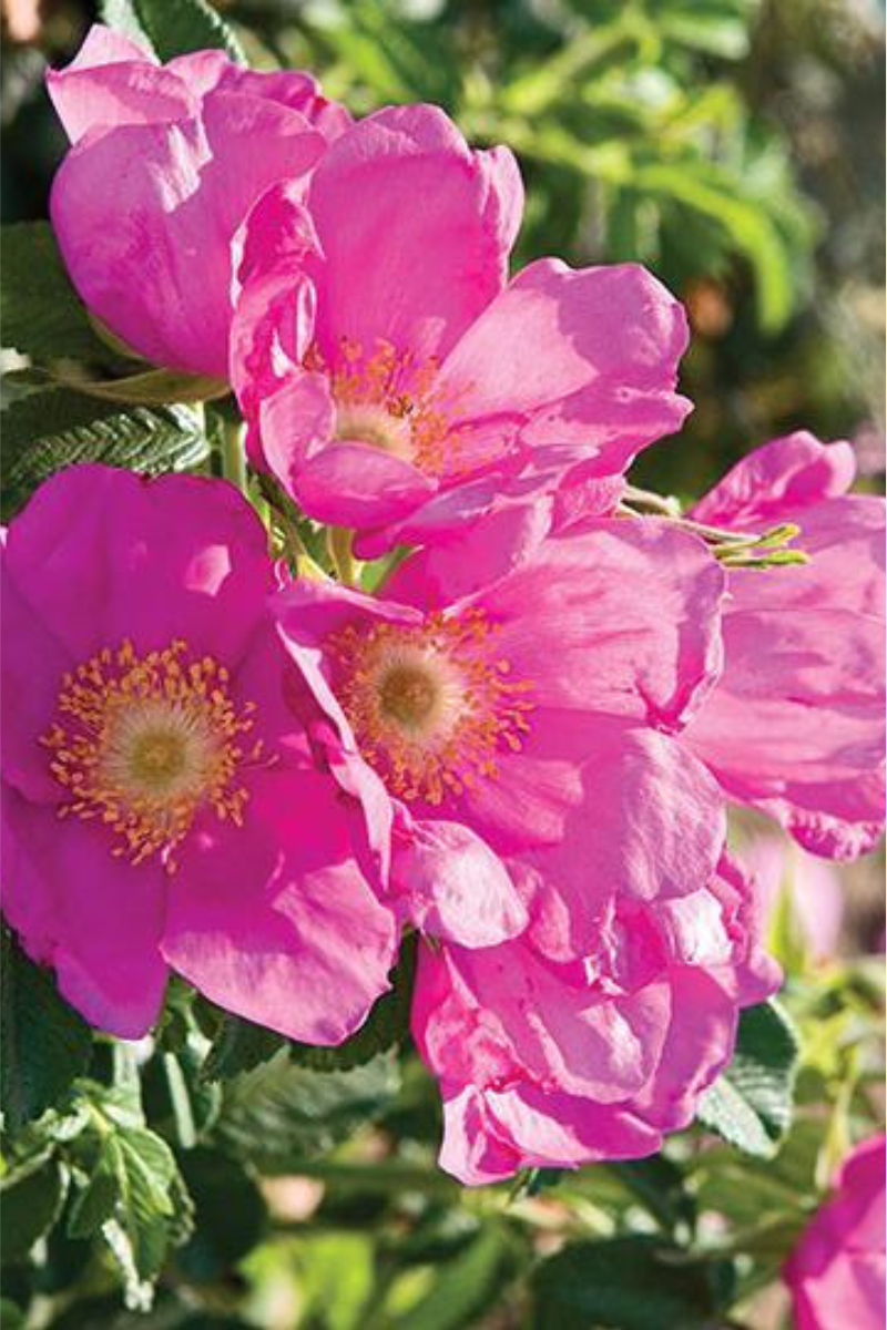 Rose, Raspberry Rugostar – Chalet