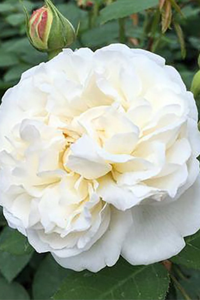 Rose, Winchester Cathedral