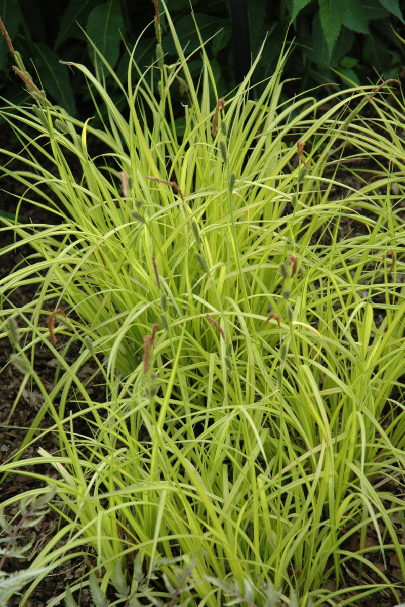 Grass, Sedge- Bowles Golden