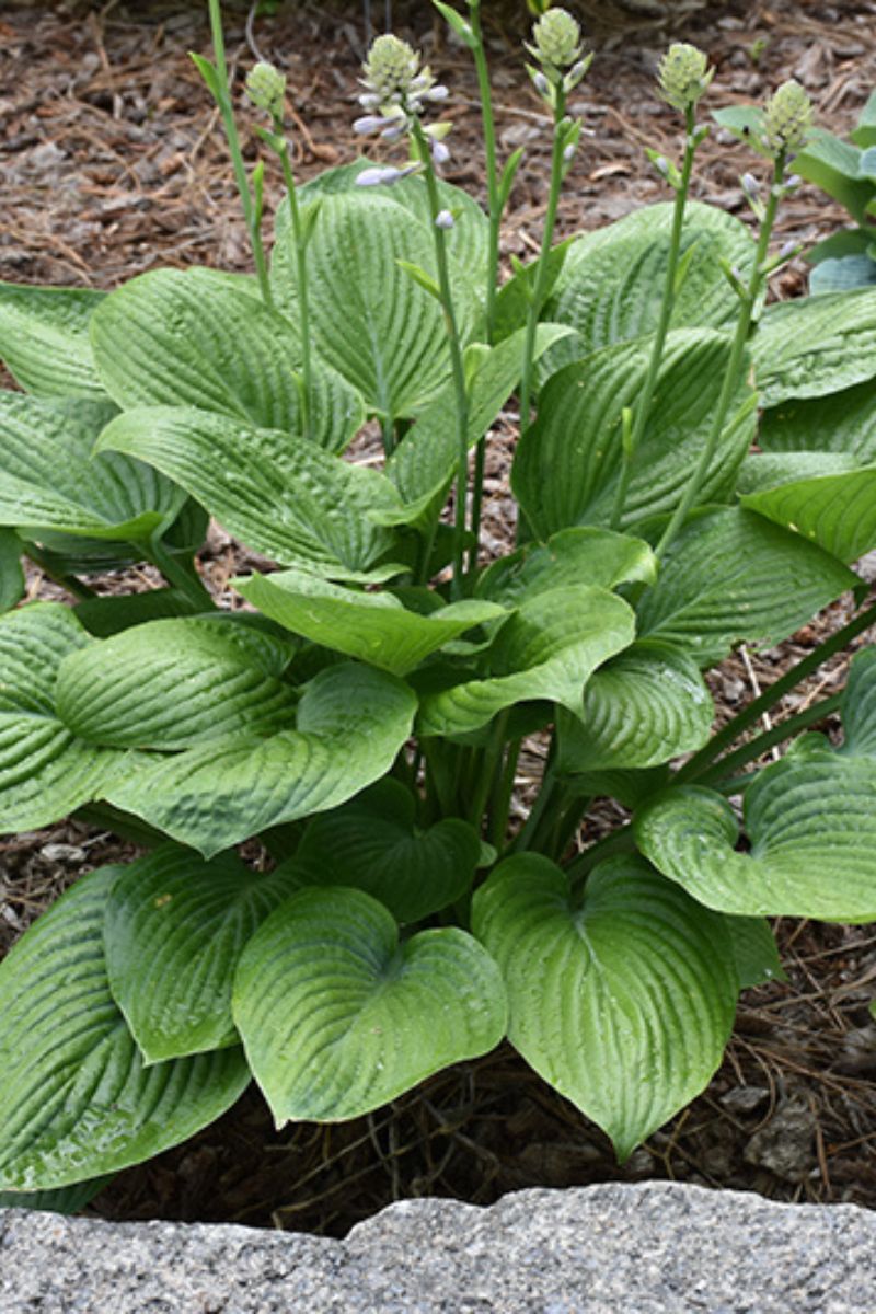 Hosta, Blue Hawaii