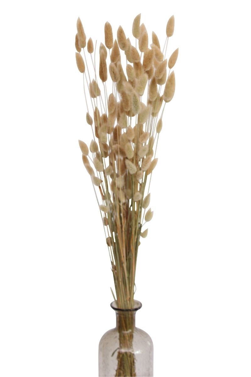 Vyn Dried Laguras Bunny Tail Natural