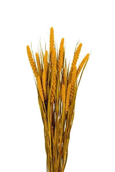 DRIED, SPRAY MILLET YELLOW