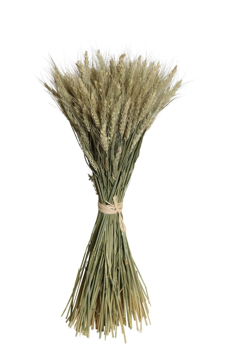 DRIED SHEAF BEARED TARWE NAT