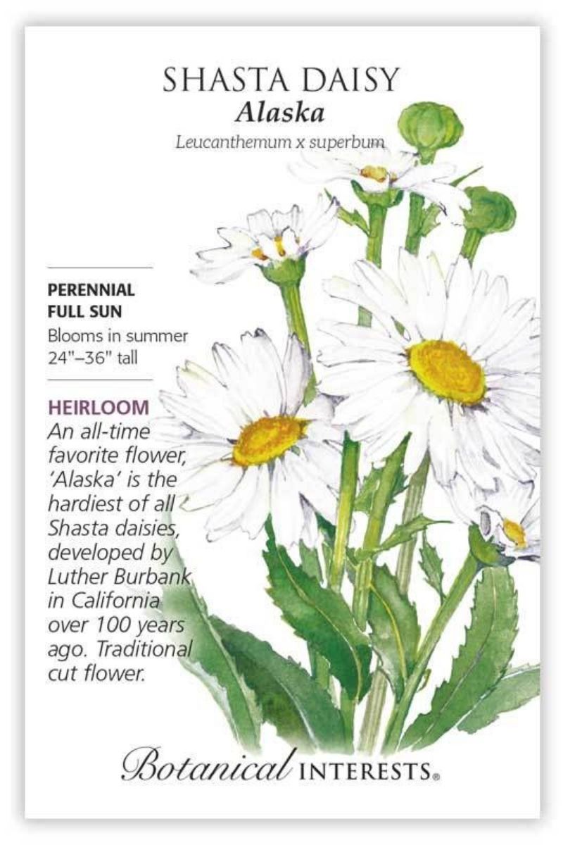 Botanical Interests Alaska Shasta Daisy Seeds