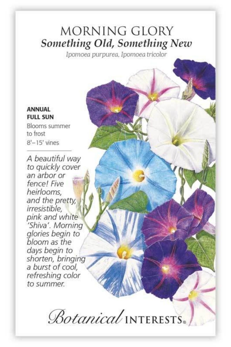 Botanical Interests Something Old Something New Morning Glory Seeds