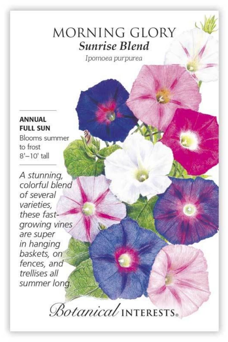 Botanical Interests Sunrise Blend Morning Glory Seeds