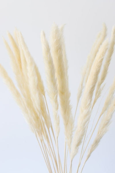 Dried Pampass Grass White 28" Pack of 6